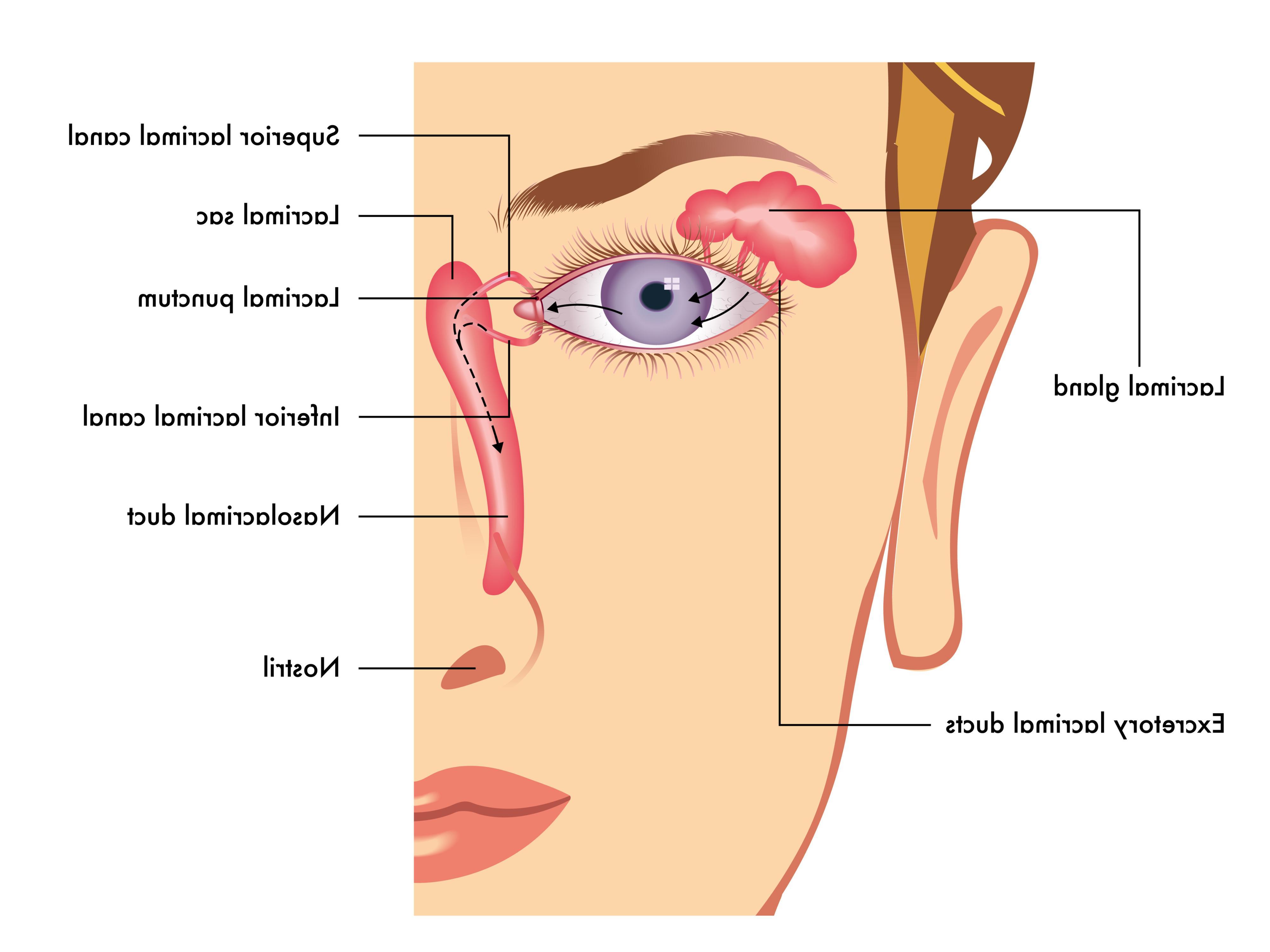 Lacrimal anatomy